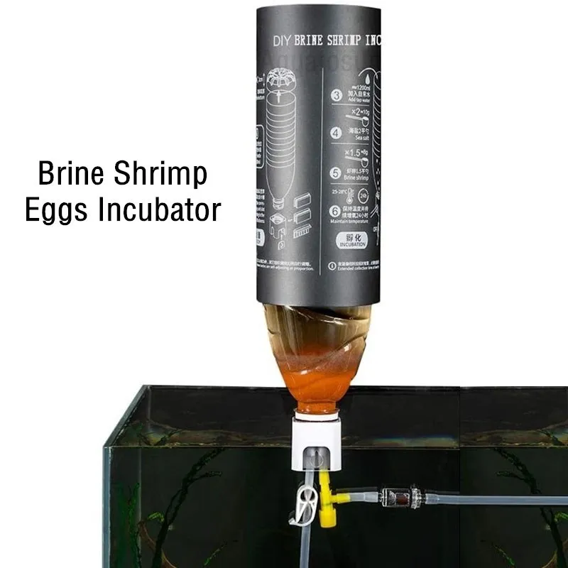 brine shrimp eggs online