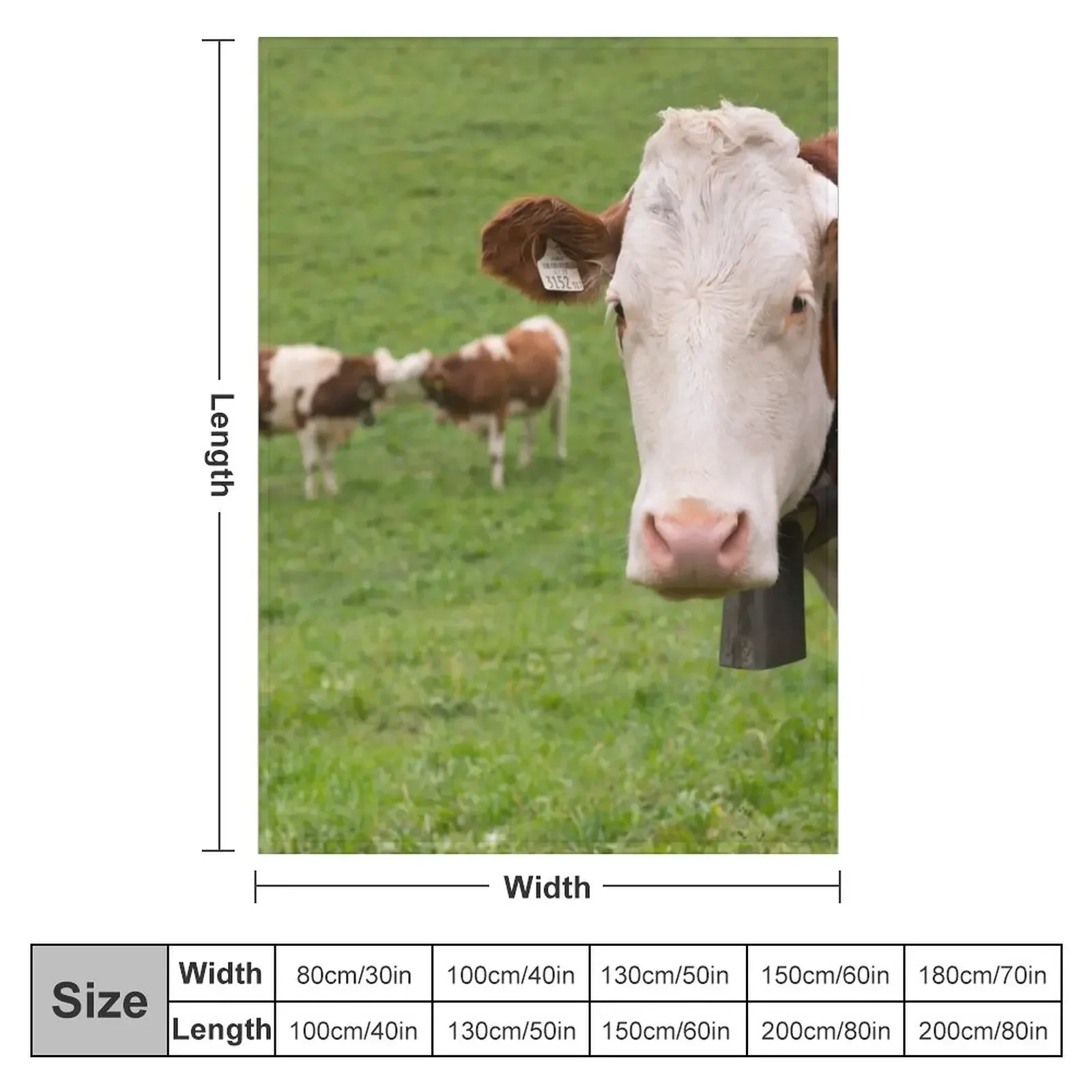 ������ ������ ���, ǫ���� ���� ���� ��� ���