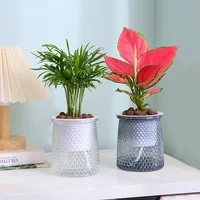 Self Watering Plant Pots, Lazy Hydroponic Water Absorbing Flower Pot, Mini Succulent Planter Tabletop Vase, Home Bonsai Decor 2