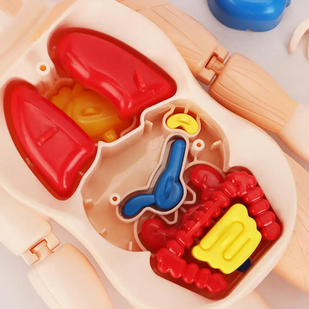 Modelo de órgano educativo, juego de modelos de anatomía con rompecabezas, juguetes para niños, incluye 11 tarjetas de análisis, cuerpo de ensamblaje de órgano estructural