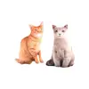 30/50cm 3D Home Decorative Simulation cat Bedding Napping Cat Shape Cushion Home Textile Pillow Throw pillow 5