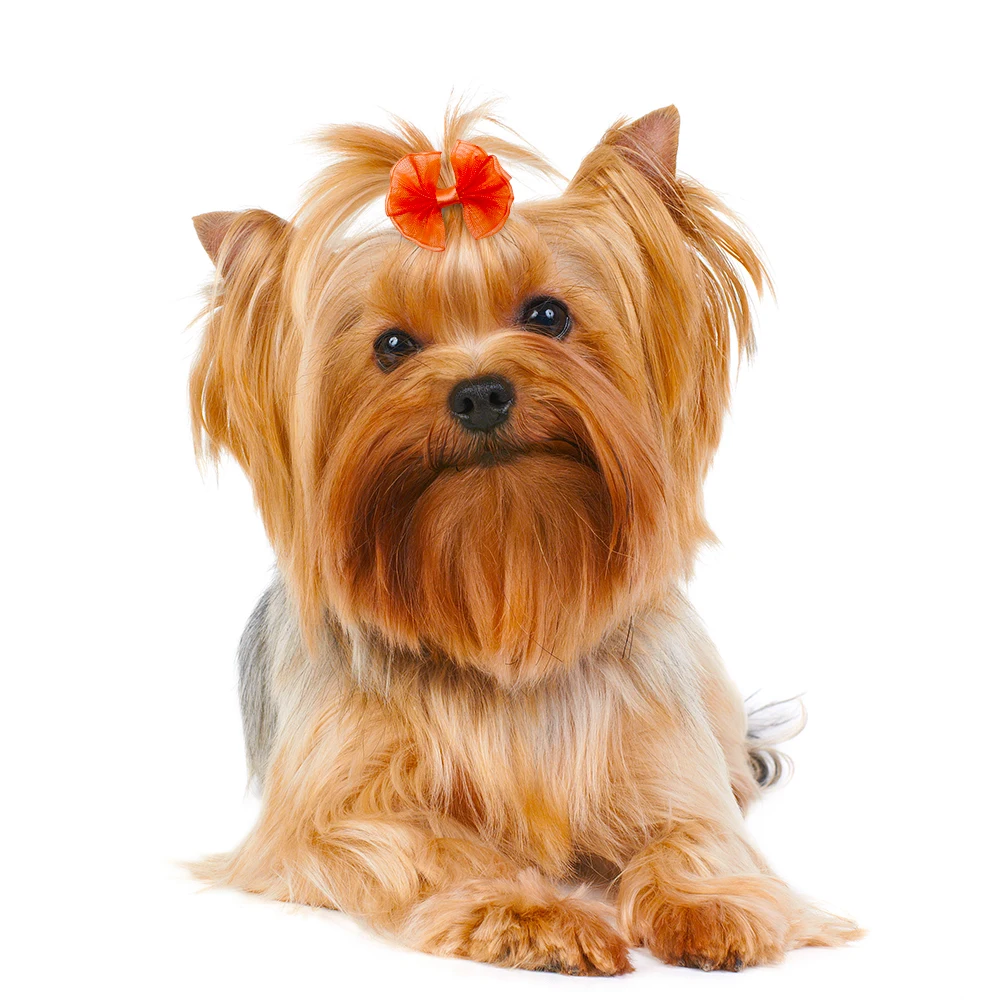 50PCS Pet Hair Accessories Lace Dog Bows With Rubber Bands Handmade Cute Cat Bows Yorkshire Puppy Bowknots Pet Supplies For Dogs 3