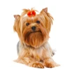 50PCS Pet Hair Accessories Lace Dog Bows With Rubber Bands Handmade Cute Cat Bows Yorkshire Puppy Bowknots Pet Supplies For Dogs 3