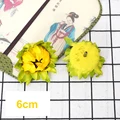 Sunflower bud 3