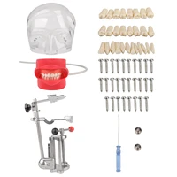 Tête fantôme dentaire avec dents pour l'enseignement et la formation des dentistes, modèle de mannequin dentaire, simulateur dentaire 6
