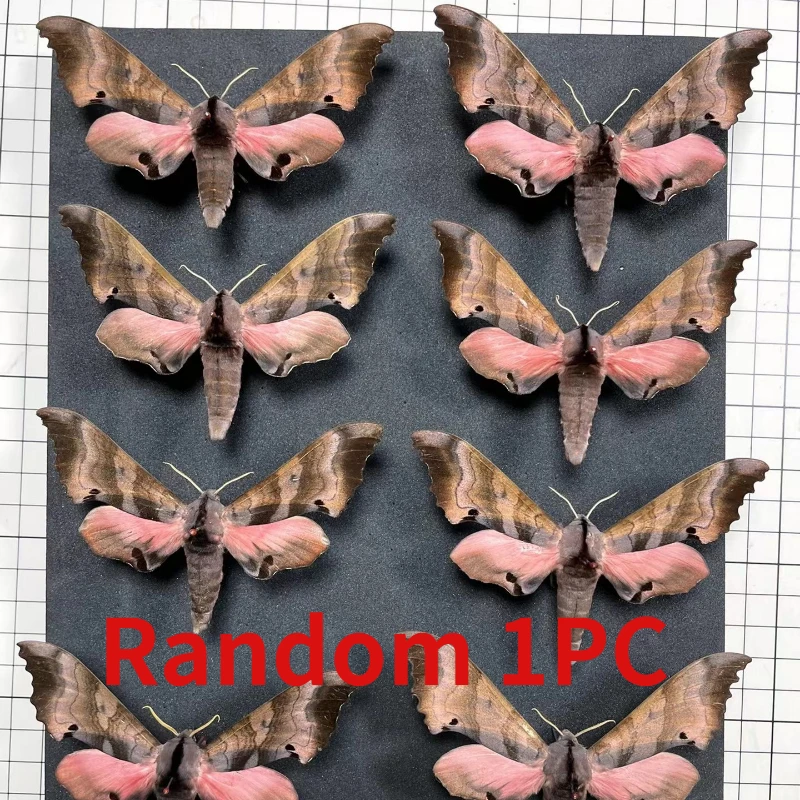 Real moth specimen butterfly specimen DIY handicraft home decoration student observation research hobby collection 4