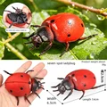 Seven-spot Ladybug