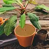 New Moisture-Proof Flower Pot Mat Carpet Non-Slip Liner Bulk Roll Reptile Cushion 3