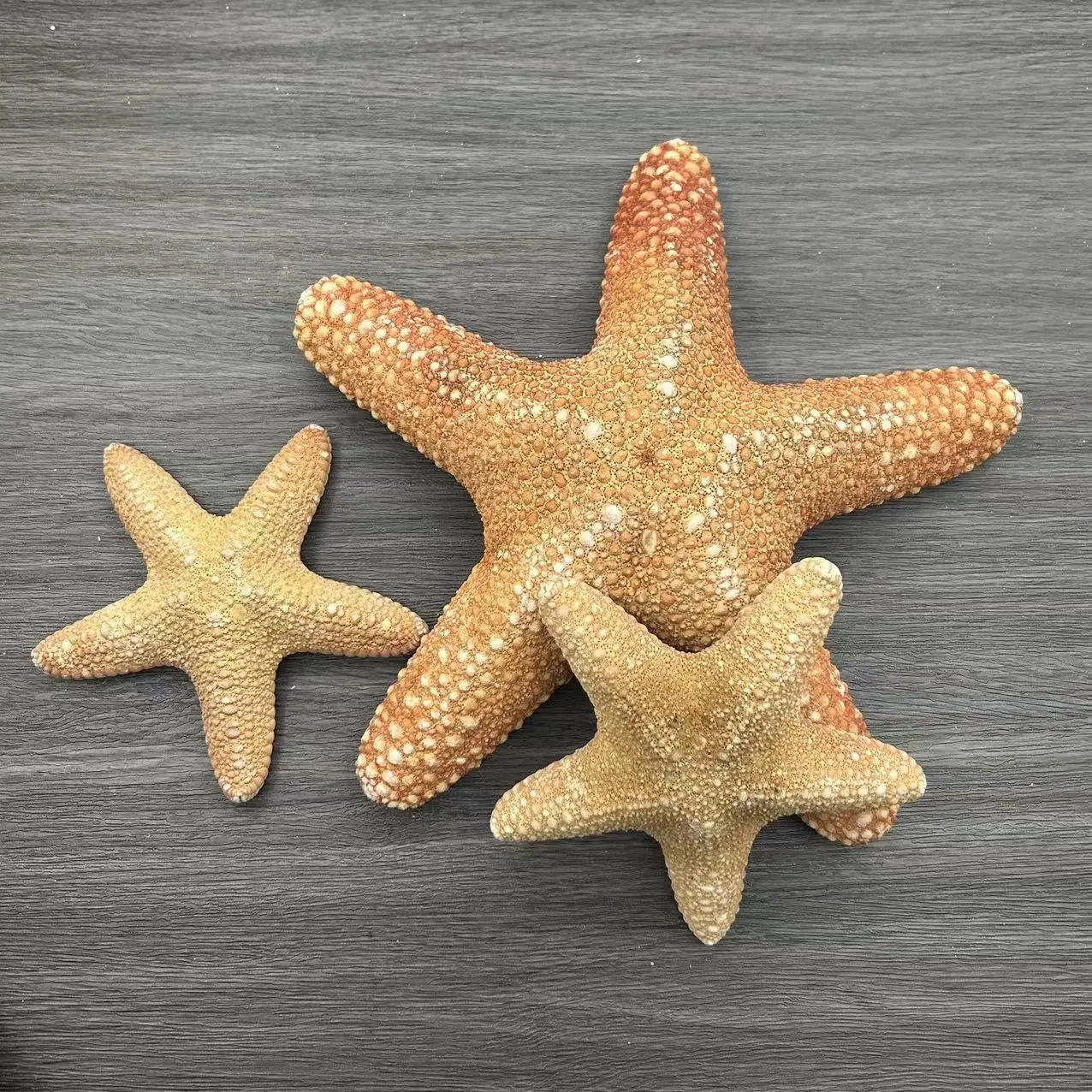 Natural Shell Conch Window Landscaping Mediterranean Decorative Bread Star Micro Landscape Starfish natural shell ornaments