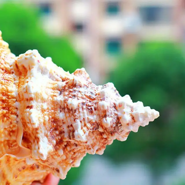 Nagy Kagylóhéjat Bútorozó Tengeri Dekoráció Kagyló Természetes Díszek Héj Esküvői Fesztivál Party Kézműves Dísz - Image 6