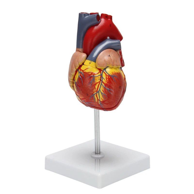 

1: 1 Φ, анатомическая Точная модель сердца, полноразмерная Анатомия человеческого скелета для научного класса, учебы