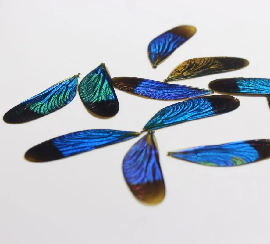 Neurobasis Chinensis Linnaeus Real Dragonfly Wing Specimen Diy Material Jewelry Crafts Arts and Crafts Supplies Diy
