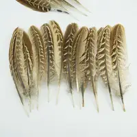 15-18cm Natural Pheasant Feathers 2