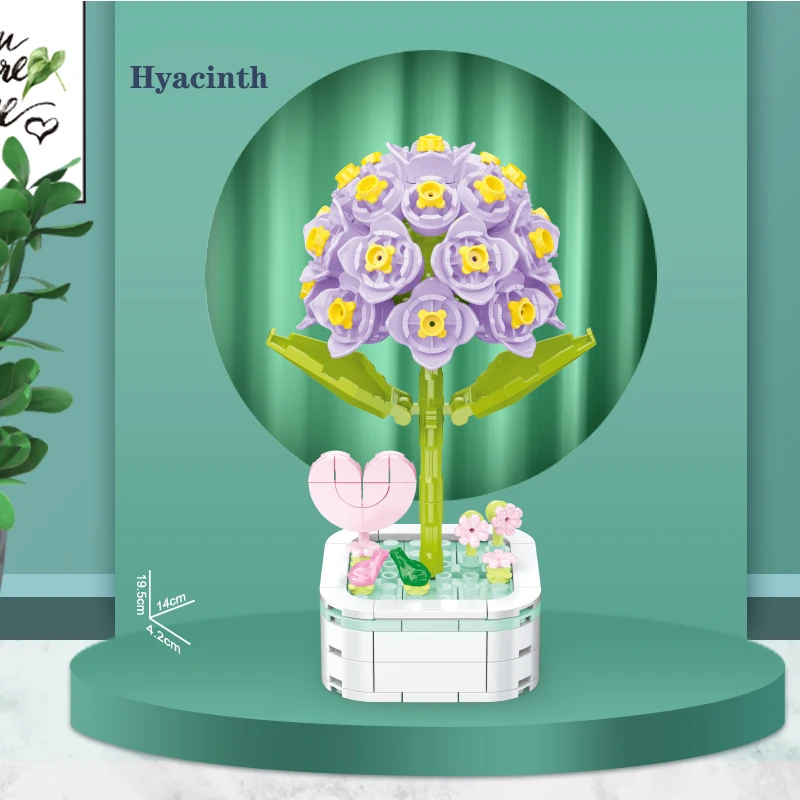 103C-Hyacinth