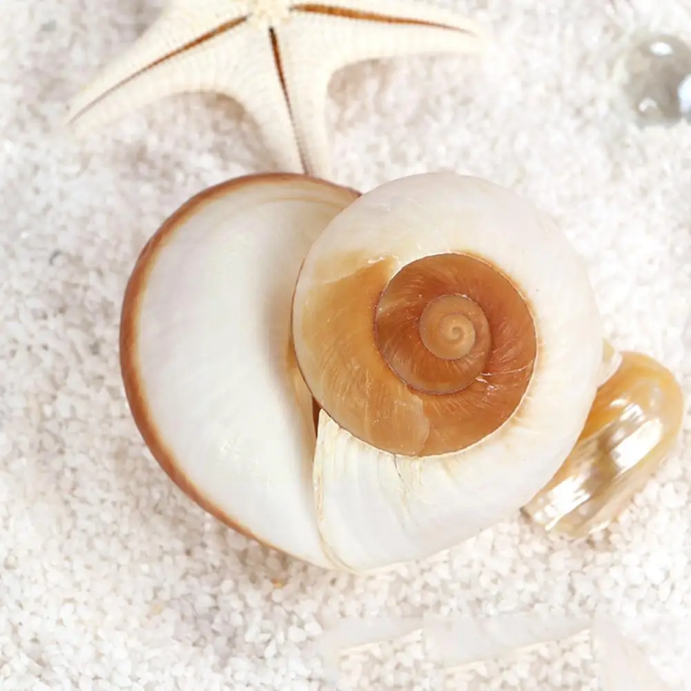 Natural Shell Ornaments Seashell Conch Bread Snail Natural Mediterranean Home Aquarium Collectibles Toys 5-7cm Decoration Gift