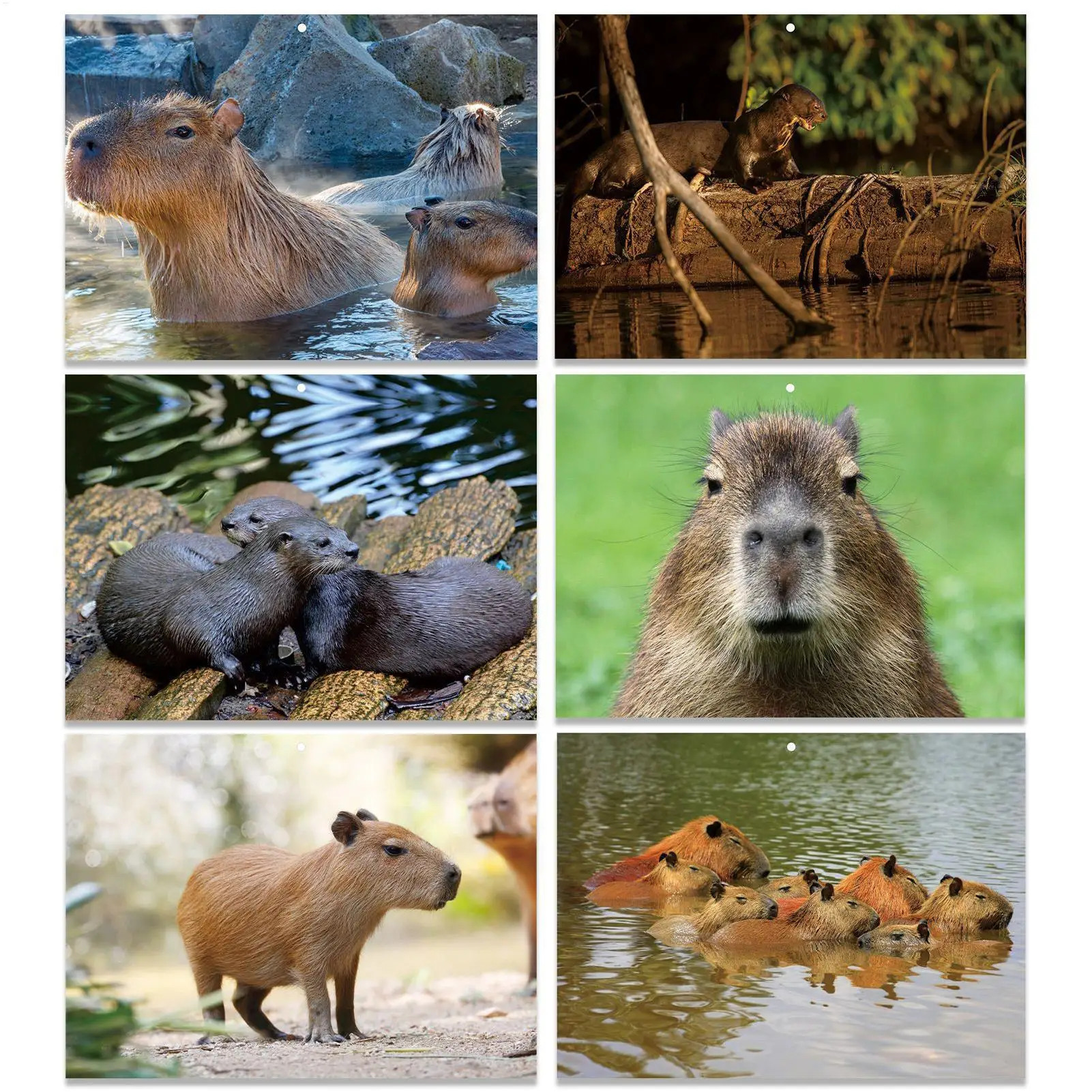 Calendar 2026-2027 Capybara-Themed Anti Ink Bleed Planner 13 Months Wall Calendar January 2026 with Julian Dates for Home School