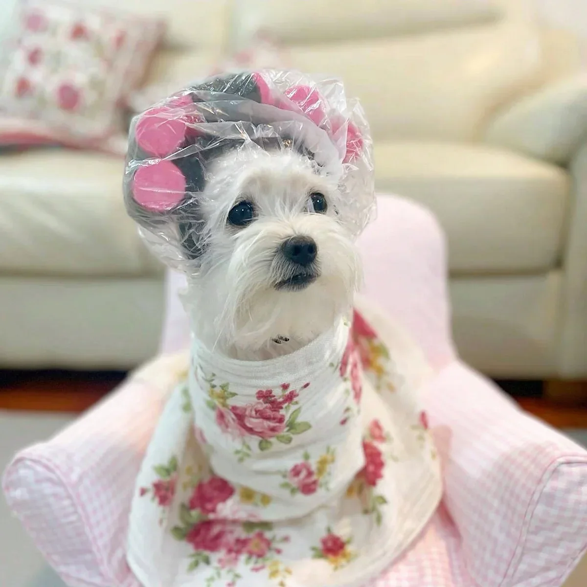 1pc-Cute Cat Clothing Curly Hat for Small Pets