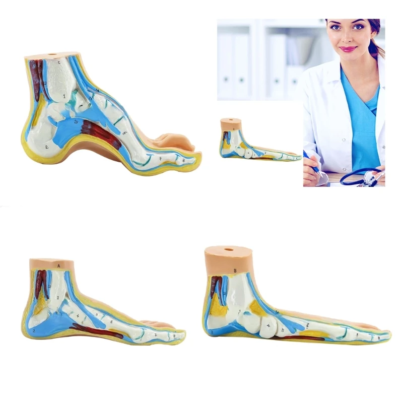 

Foot Anatomical Model, Including Bones, Muscles, Ligaments, Human Foot Anatomy Model Teaching Prop with Digital Signs