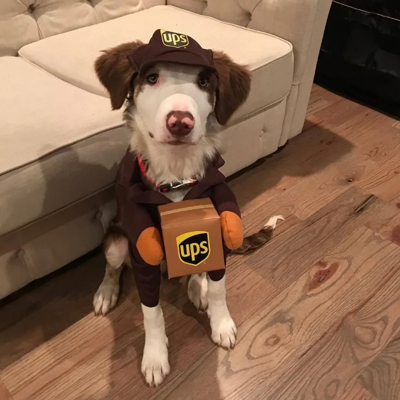 Funny Courier Pet Costume 6