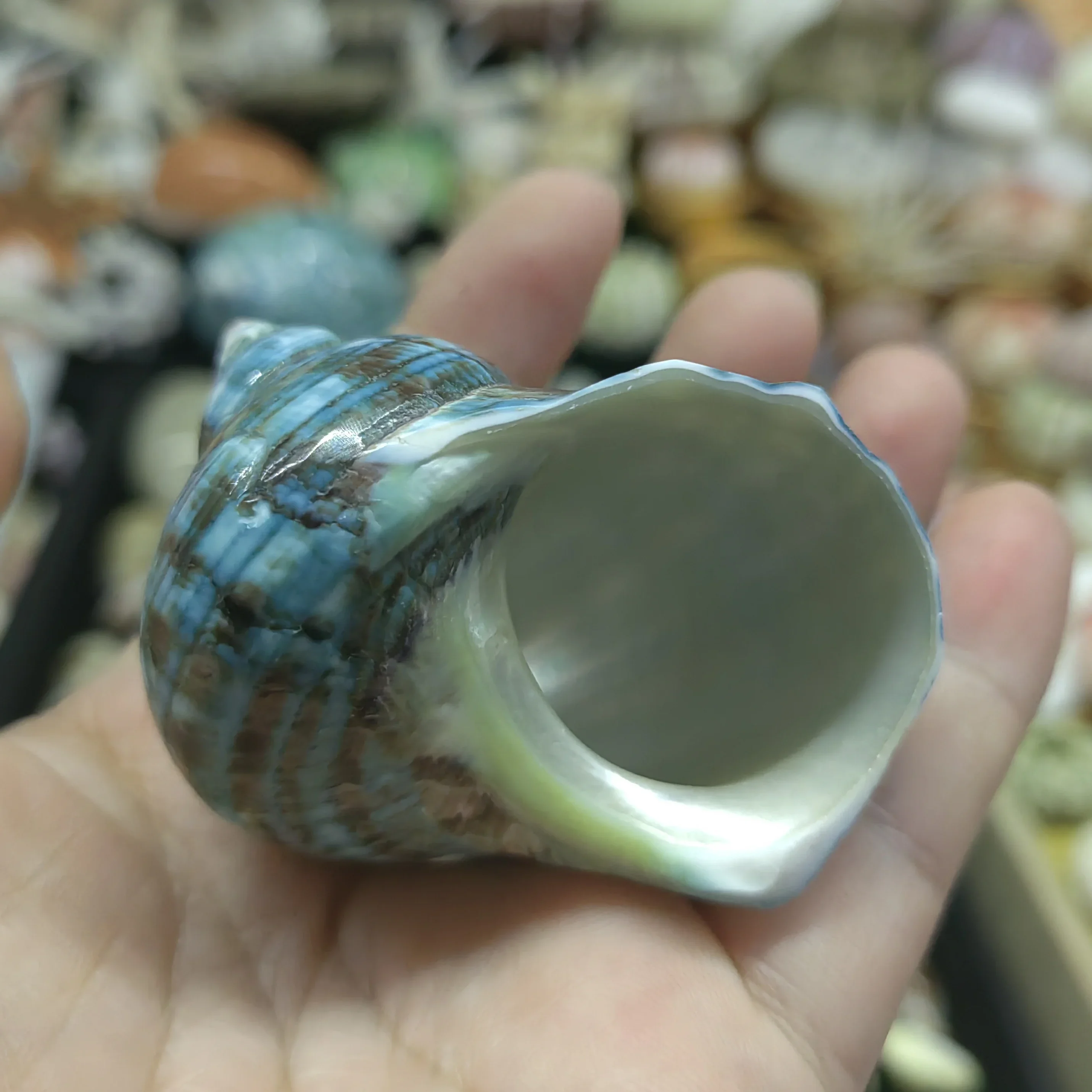 Large Turbo Shell Shells for Crafts Beachy Decor Nautical Decorations for Home Hermit Crab Replacement Shell Jade Gr