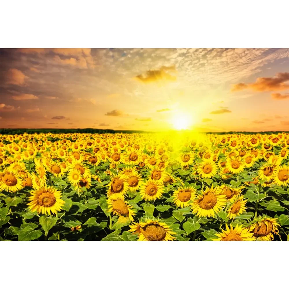 thumbnail image 1 of MOON.QG Fondo de fotografía de campo de granja de primavera, paisaje de pastizales con girasoles, fondo para sesión fotográfica de fiesta, decoración personalizada, accesorios para fotos, 1 of 5