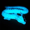 Luminous blue