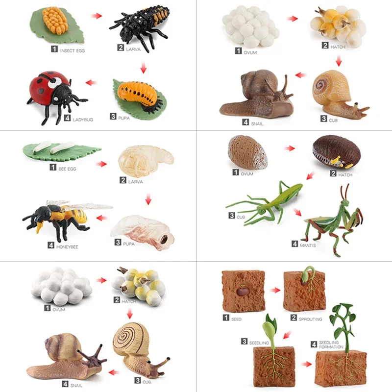 Simulated small animal model toy growth life cycle frog turtle chicken Montessori kindergarten teaching aids 5