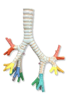 Bronchial Tube Anatomy Model 1