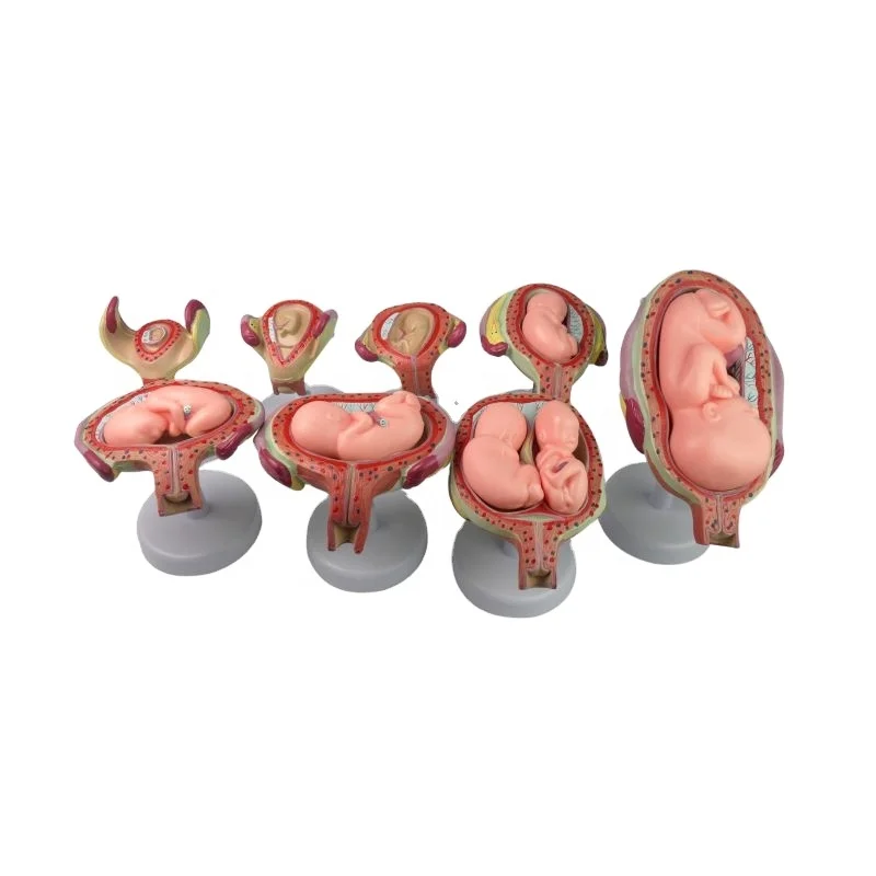 

Female anatomical gestational embryo development process model and development fetal uterus reproductive model