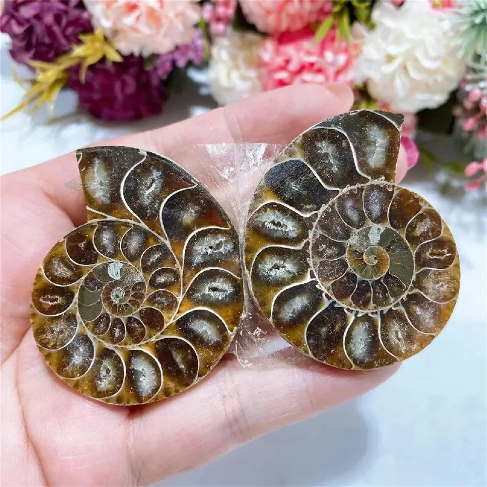 Natural Crystal Slice Mineral Specimen Gemstone Healing Quartz Rare Home Decoration Gifts Fengshui Ammonite Slice Collection 4