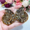 Natural Crystal Slice Mineral Specimen Gemstone Healing Quartz Rare Home Decoration Gifts Fengshui Ammonite Slice Collection 4