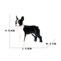 Boston Terrier