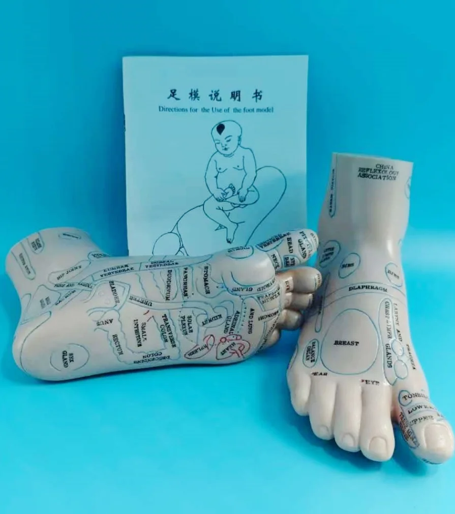1 pair 19cm Foot reflex zone massage model English code Foot Acupuncture Needle Acupoint reflex zone massage Feet Reflexology foot reflex zone massage model