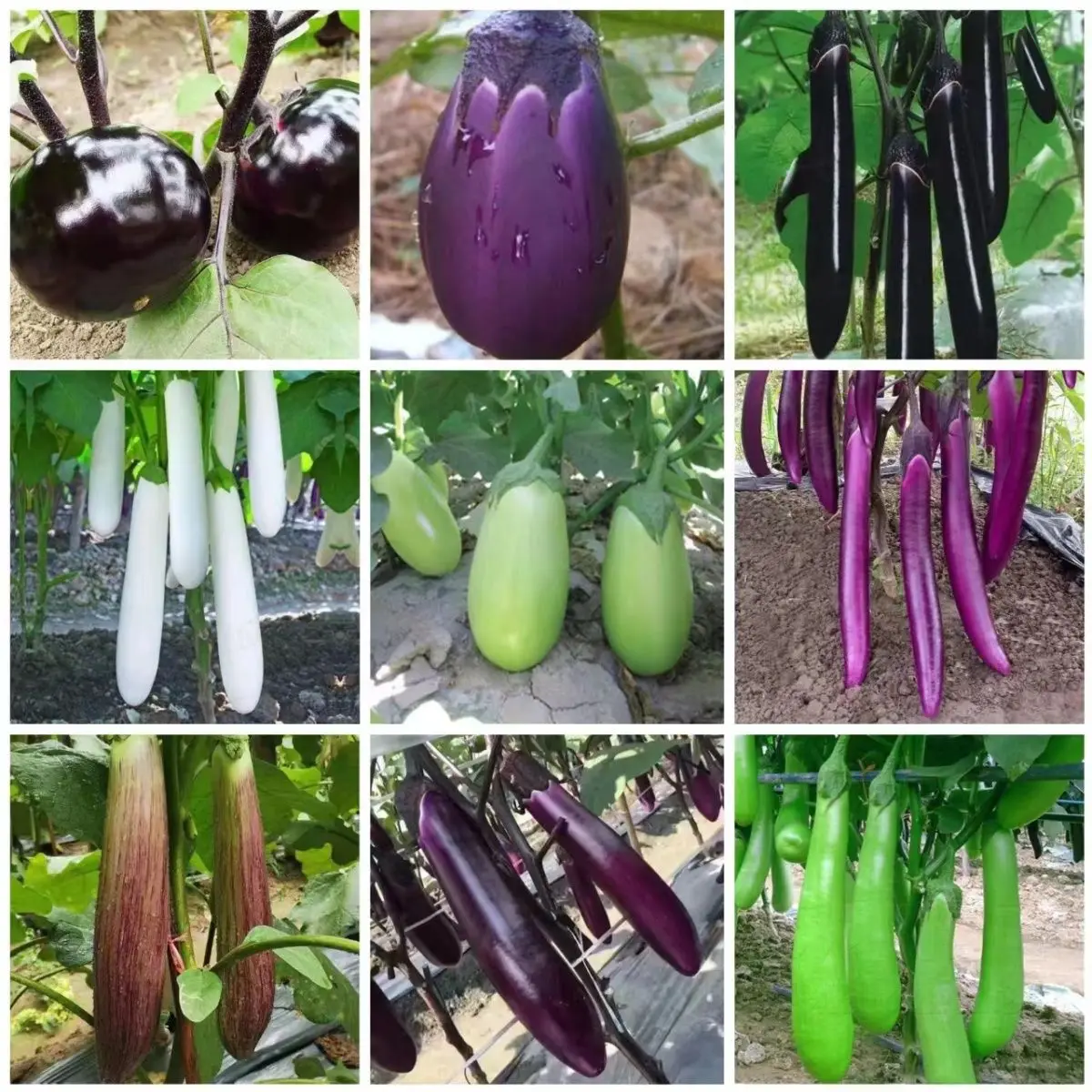 30PCS Varied Eggplant Vegetable Planting Tools AliExpress