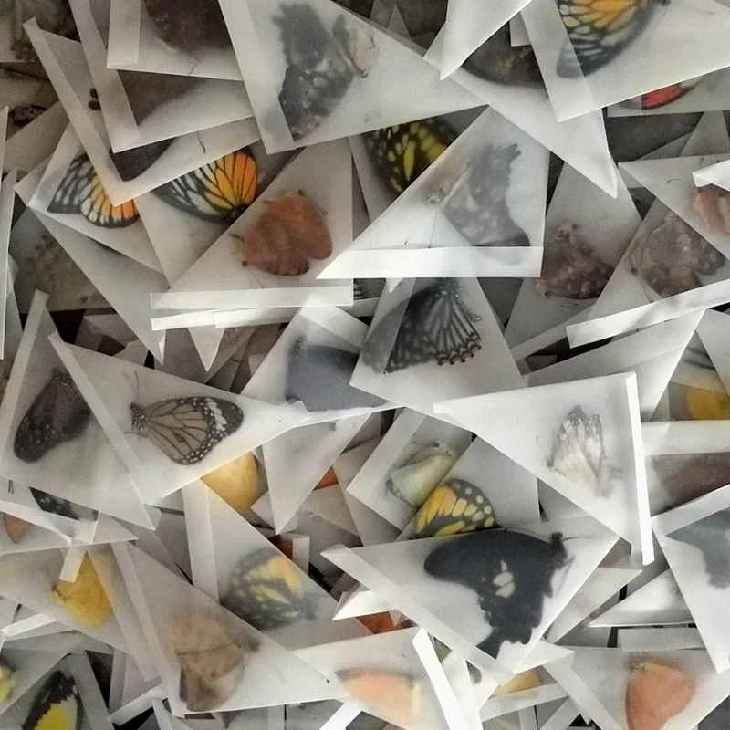 

10 шт., настоящие образцы бабочек, без раскрытия крыльев, материалы для самостоятельной сборки