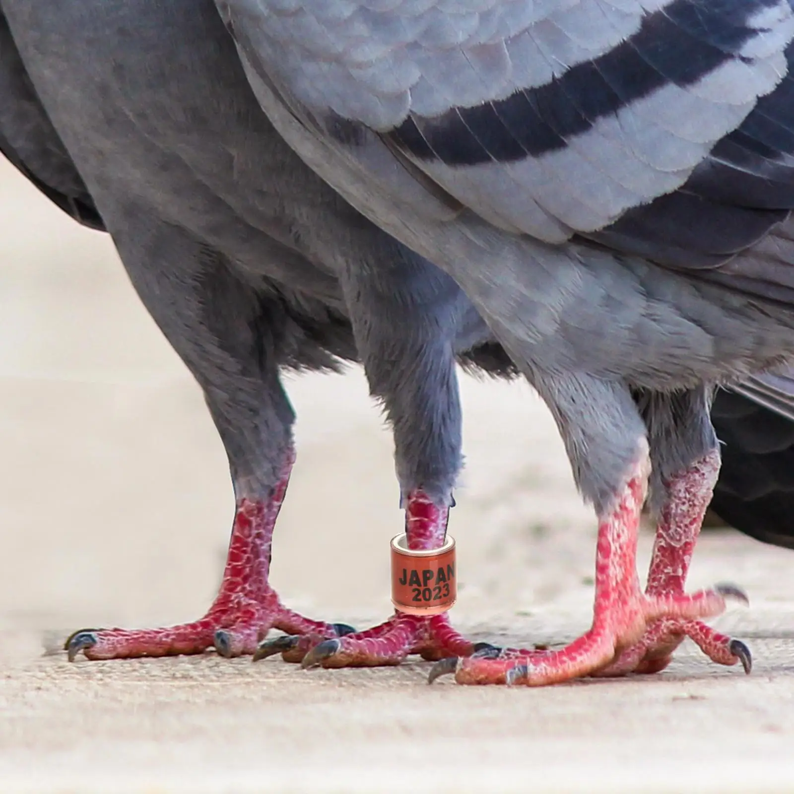 100 Pcs Pigeon Foot Ring Identification Racing Homing Leg Band Rings Bird Bands Aluminum Plastic High-grade Material