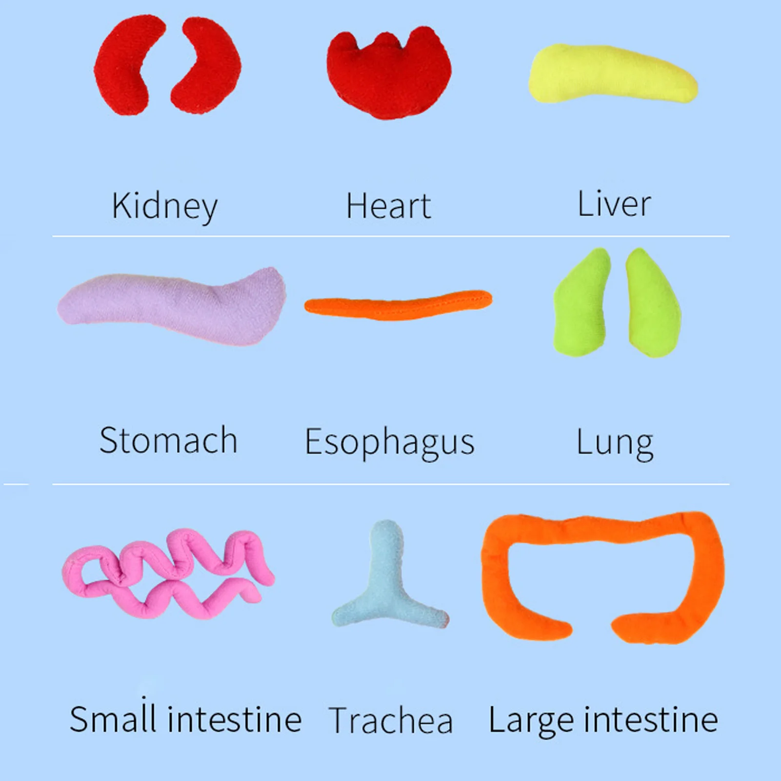 Kid Montessori Toys 3D Puzzle Human Body Anatomy Doll Body Organ Teaching Aids Science Learning Kits Children's Birthday Gifts 4