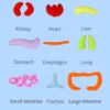 Kid Montessori Toys 3D Puzzle Human Body Anatomy Doll Body Organ Teaching Aids Science Learning Kits Children's Birthday Gifts 4