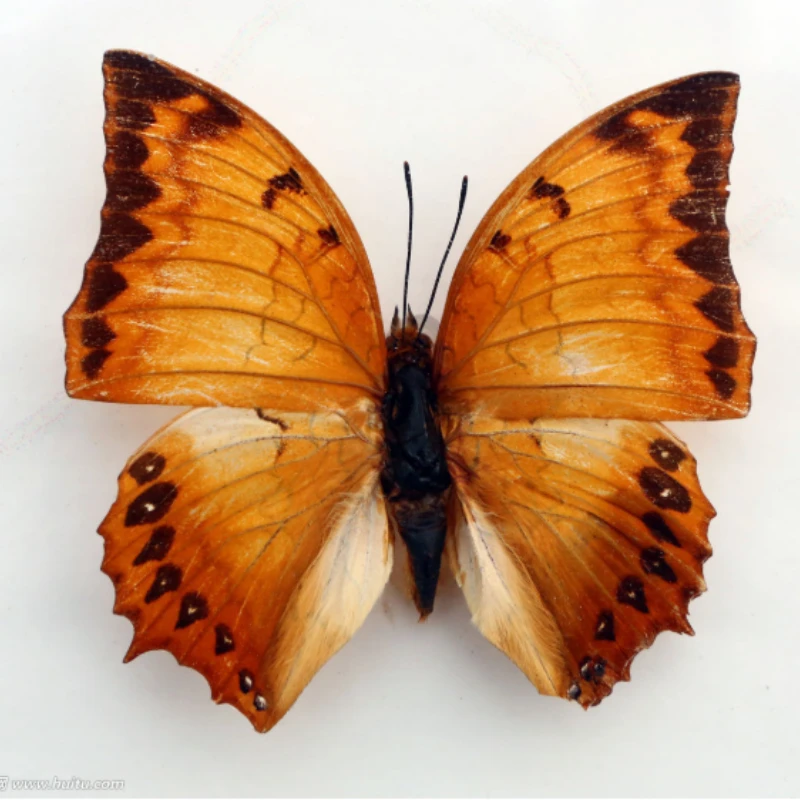 Real Butterfly specimen Dragonfly insect original butterfly without wing spreading triangle bag variety multi handicraft 6