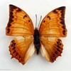 Real Butterfly specimen Dragonfly insect original butterfly without wing spreading triangle bag variety multi handicraft 6
