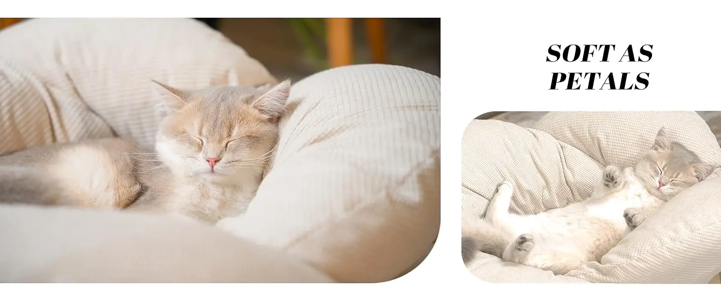 cat bed