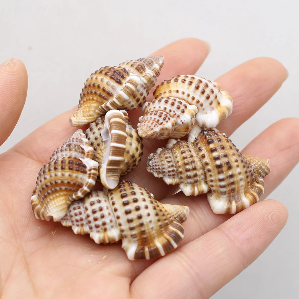 5pcs Giant Long Snail Shells, Snail Shell, Loose, Shells for