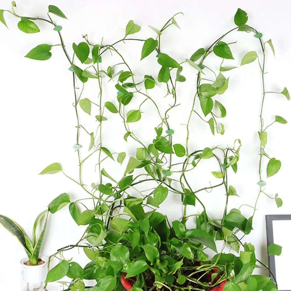 Self-Adhesive Plant Climbing Wall Fixture for Indoor Outdoor Use