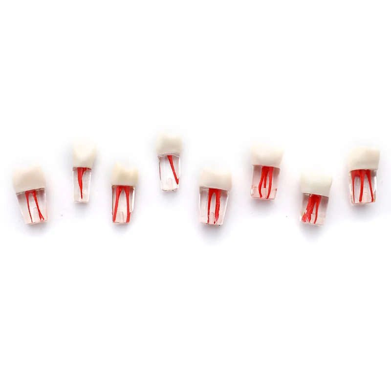 

Practice Tooth Model For Dental Oral Teaching Resin Teeth Resin Dental Endodontic Tooth Model With Colored Root Canal And Pulp