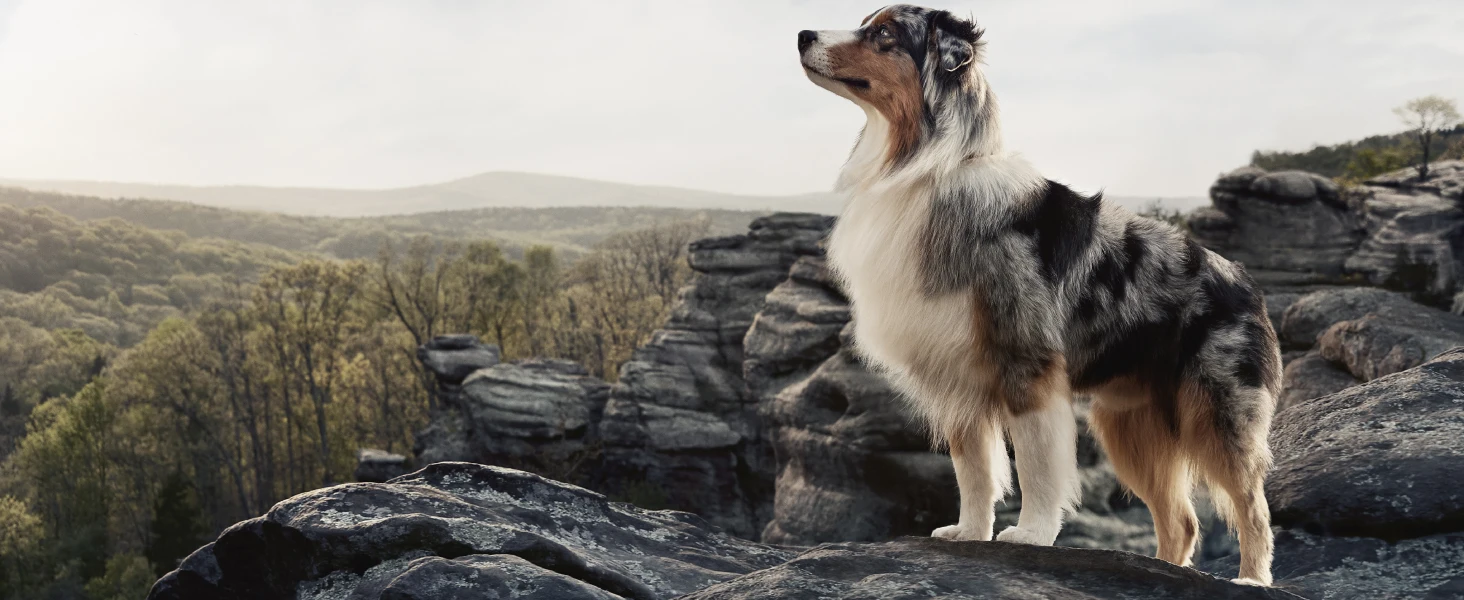 Pro Plan Dog on mountain