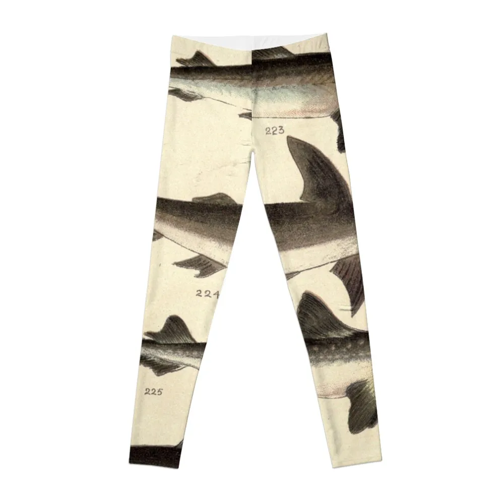 

Vintage Illustration of Various Sharks Leggings workout shorts jogging pants Womens Leggings