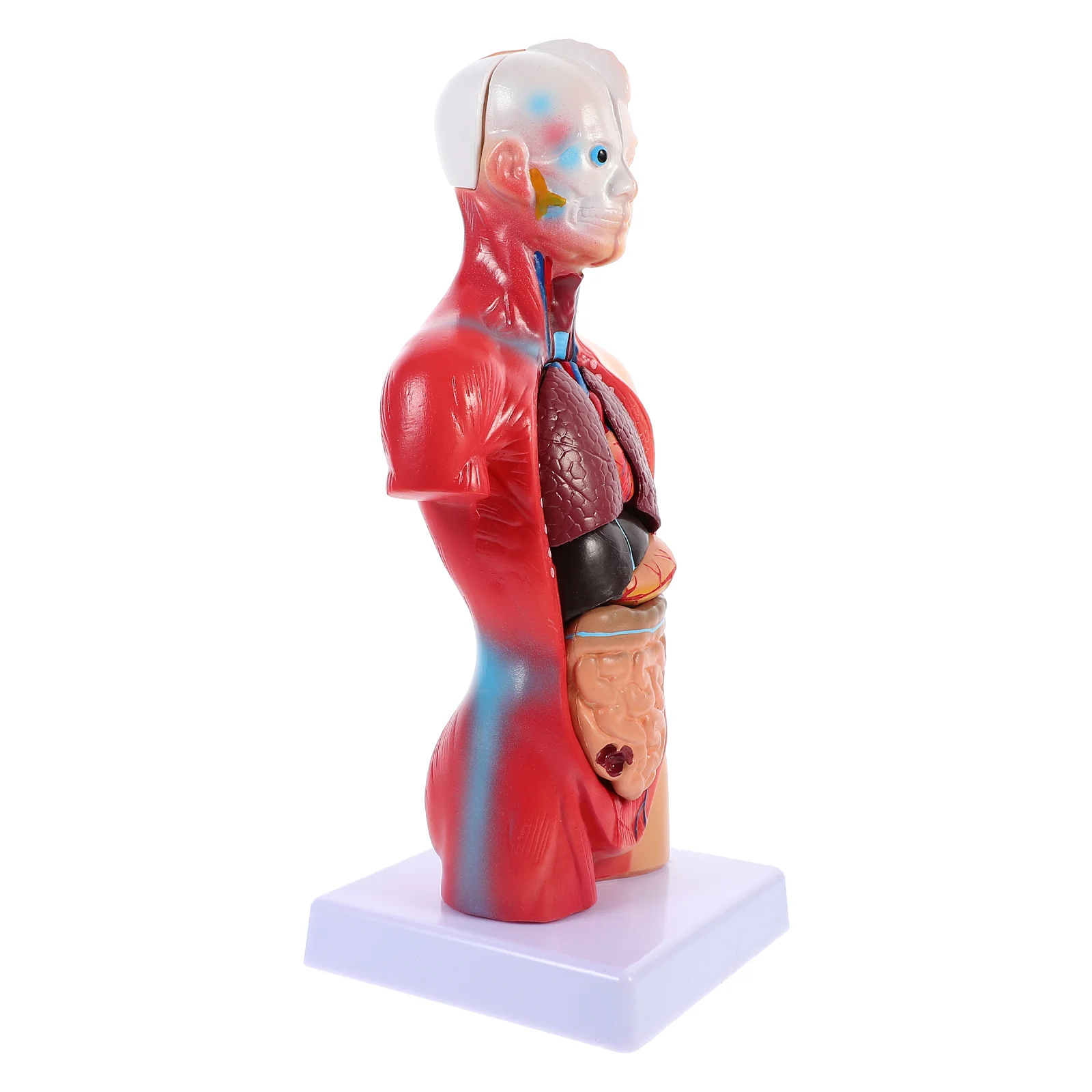 

Модель человеческого туловища, игрушечный набор, обучающая модель анатомических органов, школьный обучающий инструмент, Детский обучающий туловище для ухода за человеческим телом, анатомический туловище