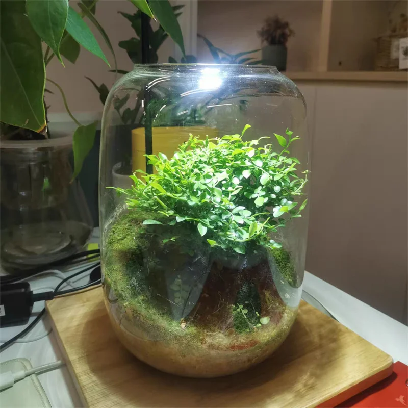 SPORTARC Glasvase Mit Loch – Kugelform Für Sukkulenten, Terrarium Oder Deko – Borosilikatglas