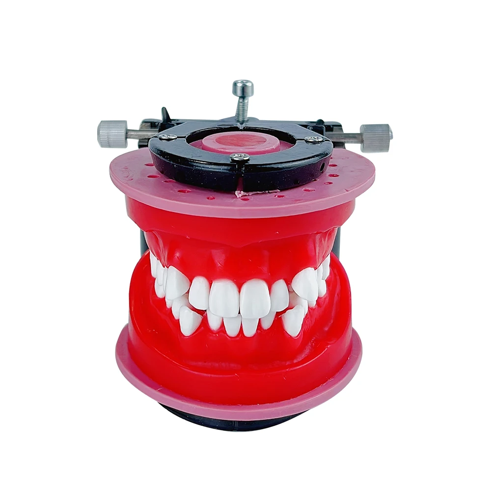 Dental Ortho Bracket Orthodontic Model Typodont Teeth Model For Dental