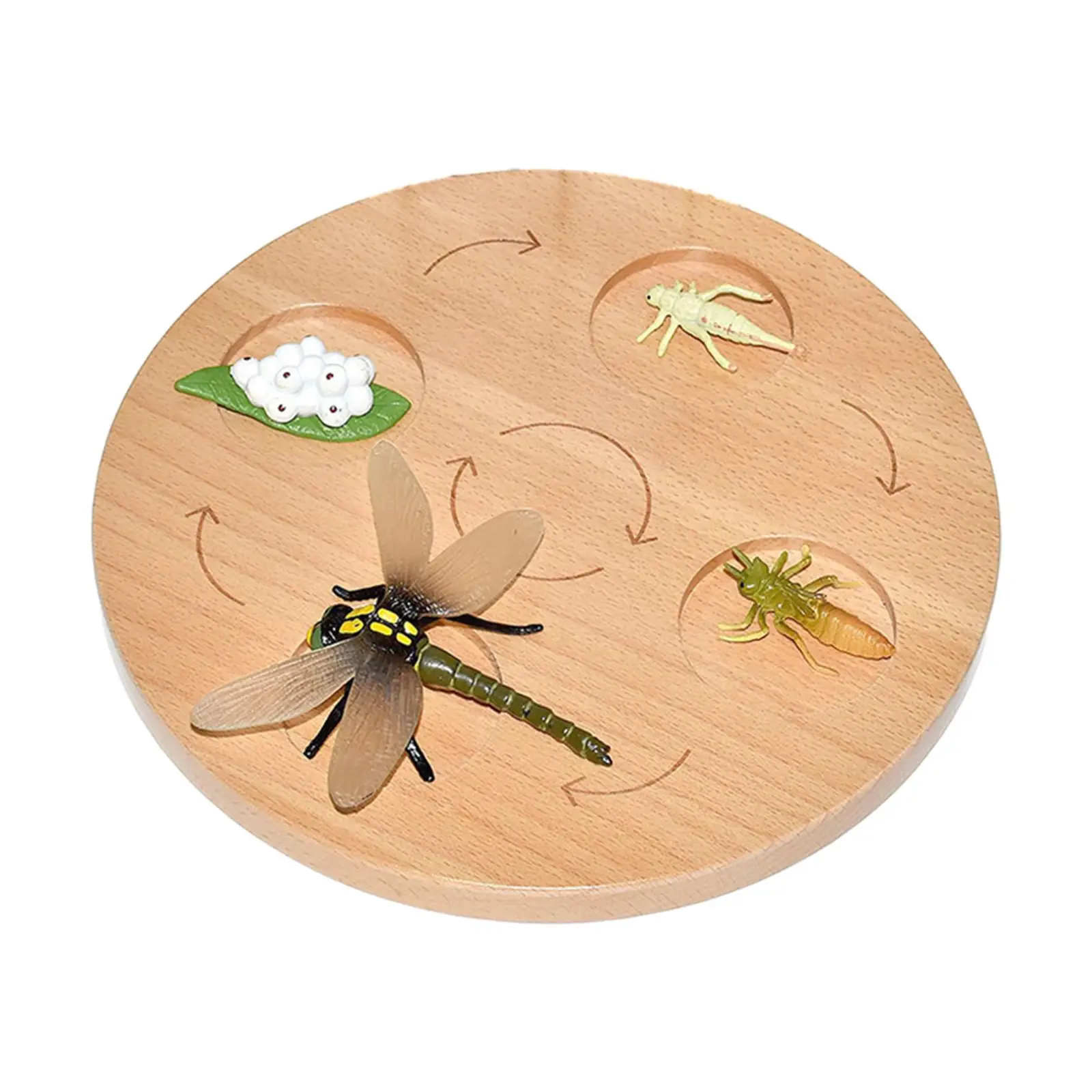 Life Cycle Board Preschool Cognitive Toy Realistic Biology Science Educational Teaching Materials Animal Growth Cycle Figures